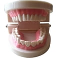 thumbnail image 3 of Modelo dental de demostración CHAO de PVC 9,2 x 7,5 x 5,1 cm, 3 of 5