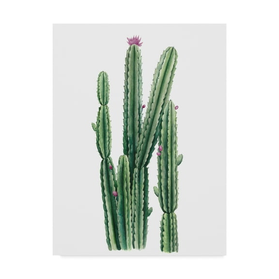 Trademark Fine Art 'Desert Blooms II' Canvas Art by Grace Popp