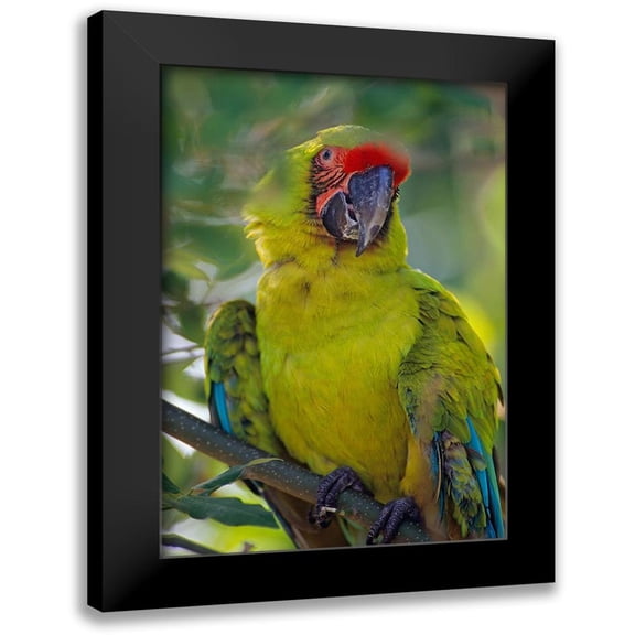Fitzharris, Tim 11x14 Black Modern Framed Museum Art Print Titled - Great Green Macaw II