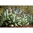 thumbnail image 3 of Berzel, Erin 24x17 Black Modern Framed Museum Art Print Titled - Agave II, 3 of 5