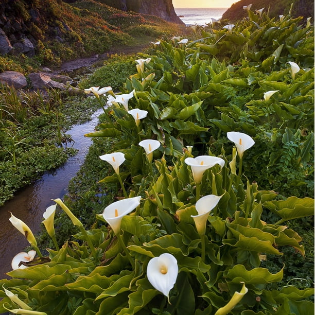 Calla Lily Aethiopica White Giant, (1 Flower Bulb),