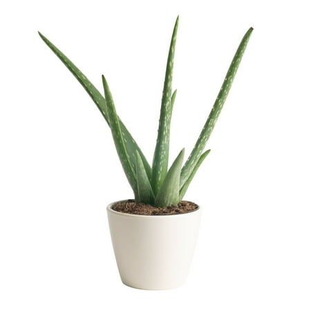 Aloe, Bright Direct Sunlight, Indoor Live House Plants, Décor Pot