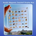 thumbnail image 5 of IKOMMI Acrylic Magnetic Seashell Display Box, Seashell Storage Box Display Case Decorative Seashell Starfish Trinket, Small Craft Organizers Container for Bead, Nail, Jewelry, 5 of 8