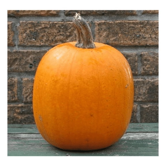 Pumpkin Jack'O Lantern Great Heirloom Vegetable by Seed Kingdom Bulk 1 Lb Seeds