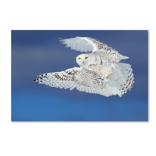 Trademark Fine Art Flight Of The Snowy Snowy Owl Canvas Art By Jim Cumming Walmart Com Walmart Com