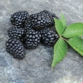 thumbnail image 4 of Direct Gardening Ouachita Blackberry Bush Dormant Bare Root Fruit Bearing Starter Plants 2 Pk, 4 of 6