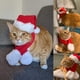 thumbnail image 5 of Gorro de Papá Noel con bufanda, gorros de Navidad para gatos, gorro de Papá Noel, disfraz de Navidad para gato, conejo, cachorro, muñeca, rojo S JM Cocina, Decoración y Otros, 5 of 5