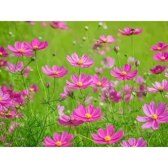 200 TALL PINK COSMOS Bipinnatus Flower Seeds