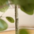 thumbnail image 4 of DR.Planzen Artificial Eucalyptus Plants 6Ft Fake Eucalyptus Plant in Pot Faux Tree for Home Decor Indoor Living Room Office Perfect Housewarming Gift 1Pack, 4 of 9