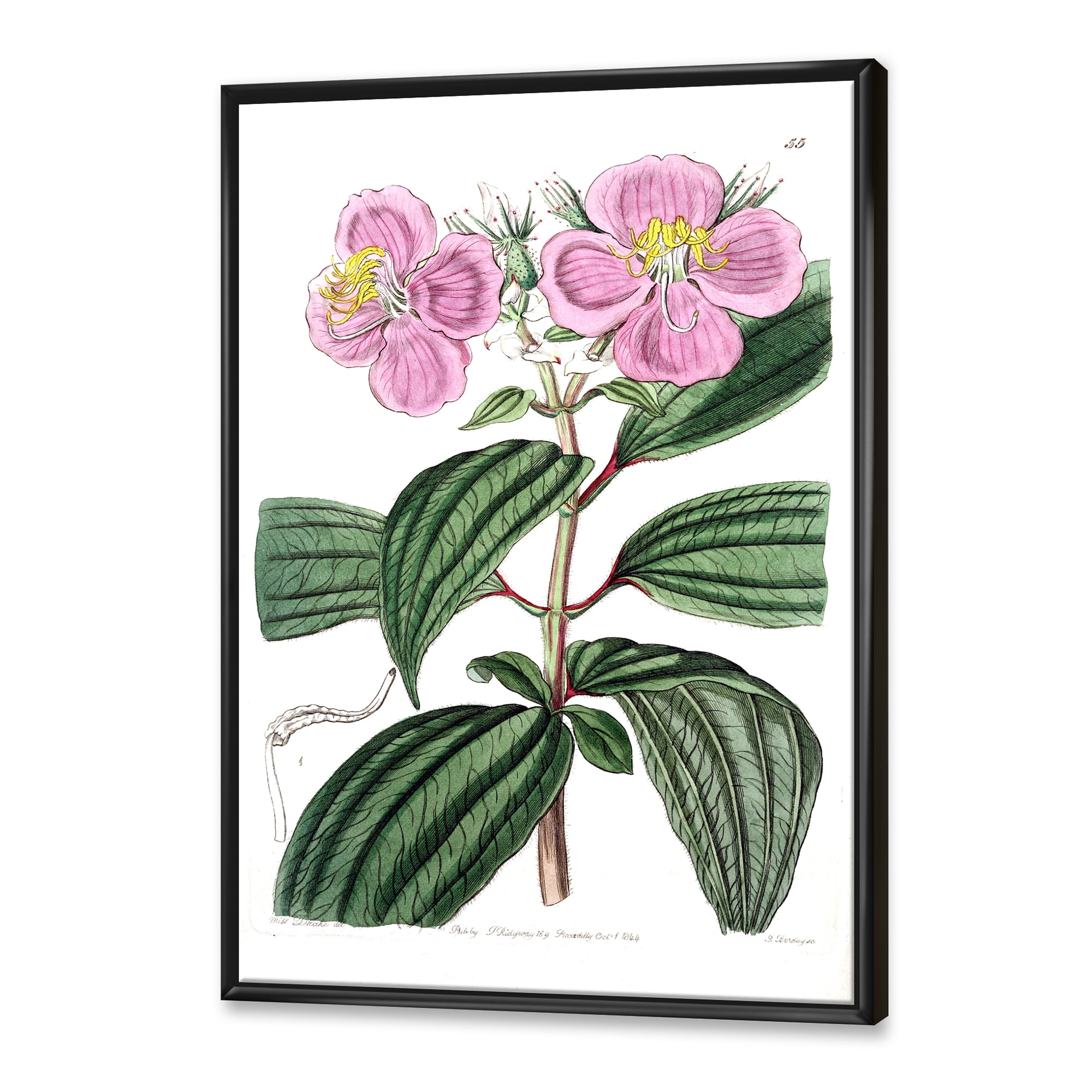 Designart 'Ancient Plant Life XXIII' Traditional Framed Canvas Wall Art Print
