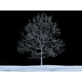 thumbnail image 2 of Frank, Assaf 24x19 Black Ornate Wood Framed with Double Matting Museum Art Print Titled - Single tree against skies in snow, 2 of 4