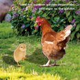 thumbnail image 3 of Animal Garden Stake, Easy Using Wide Application Durable Chicken Decorative Garden Stake  for Backyards, 3 of 8
