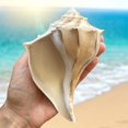 thumbnail image 2 of Large Conch Seashell White Brown Pattern Rare Big Ocean Sea Shell Coastal Decor Nautical Centerpiece Decoration Beach Lovers Collective Gift, 2 of 4