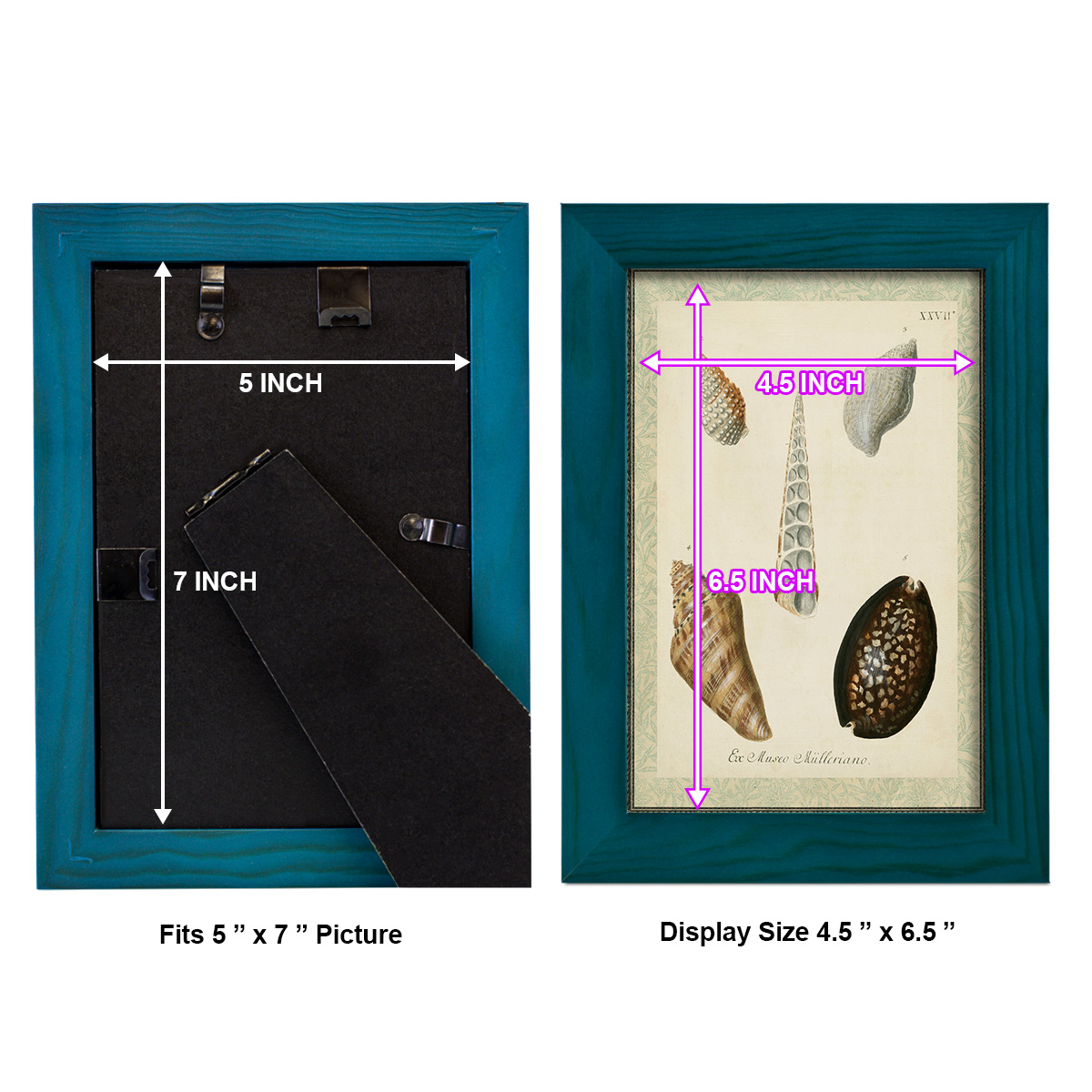 Bookplate Shells IX - Framed Print w/glass - Ocean Blue