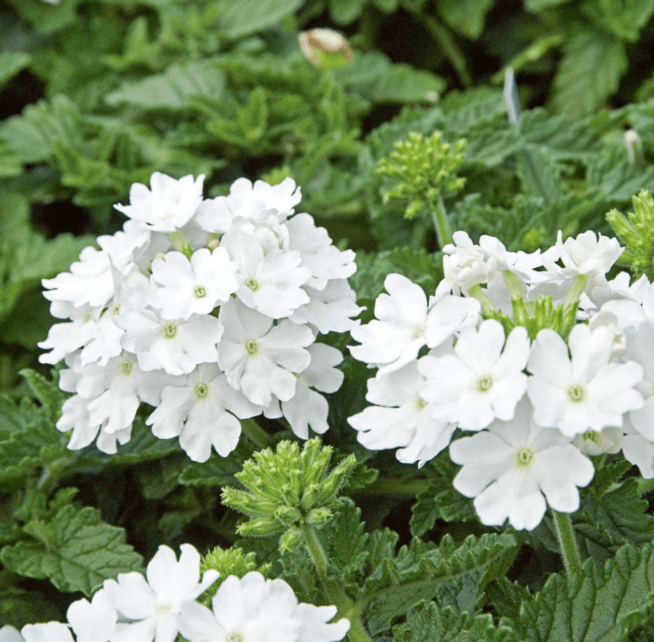White Verbena Live Plant, Perennial Flowering Plant 4-7 Inch Tall, Trailing White Blooms for Garden, Zones 7–11