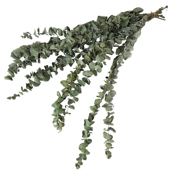 Fresh Eucalyptus Branches