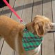 thumbnail image 4 of Baberos triangulares para mascotas Apuakthei Classic Buffalo Plaid, bufandas para perros con cuadros rojos y verdes, 4 of 5