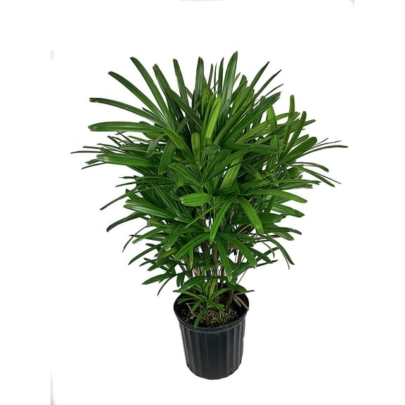 Lady Palm - Live Plant in a 10 Inch Growers Pot - Rhapis Excelsa - Beautiful Clean Air Indoor Outdoor Houseplant