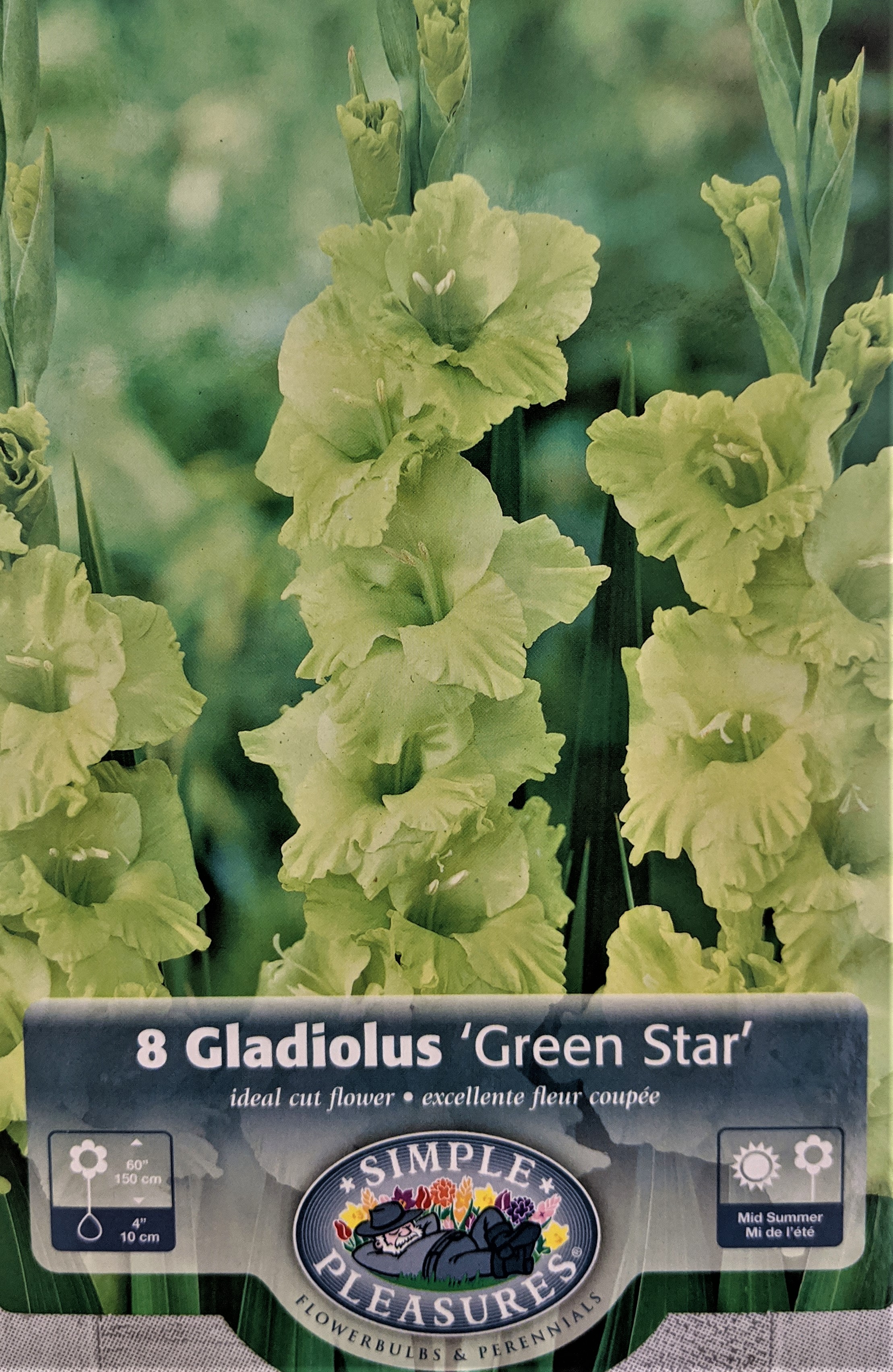 Green Star Gladiolus 8 Bulbs Chartreuse Green 14/+ cm