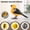 C, variant on F Sound Sensing Bird Toy For Kids 3-6 Years Sings And Chirps Like Real Bird