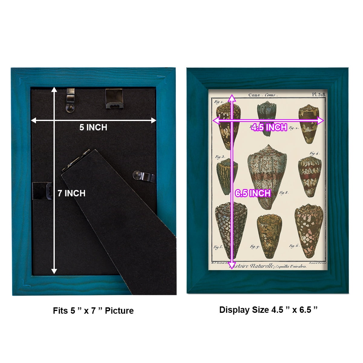 Cone Shell pl. 318 -Framed Print w/glass-Ocean Blue