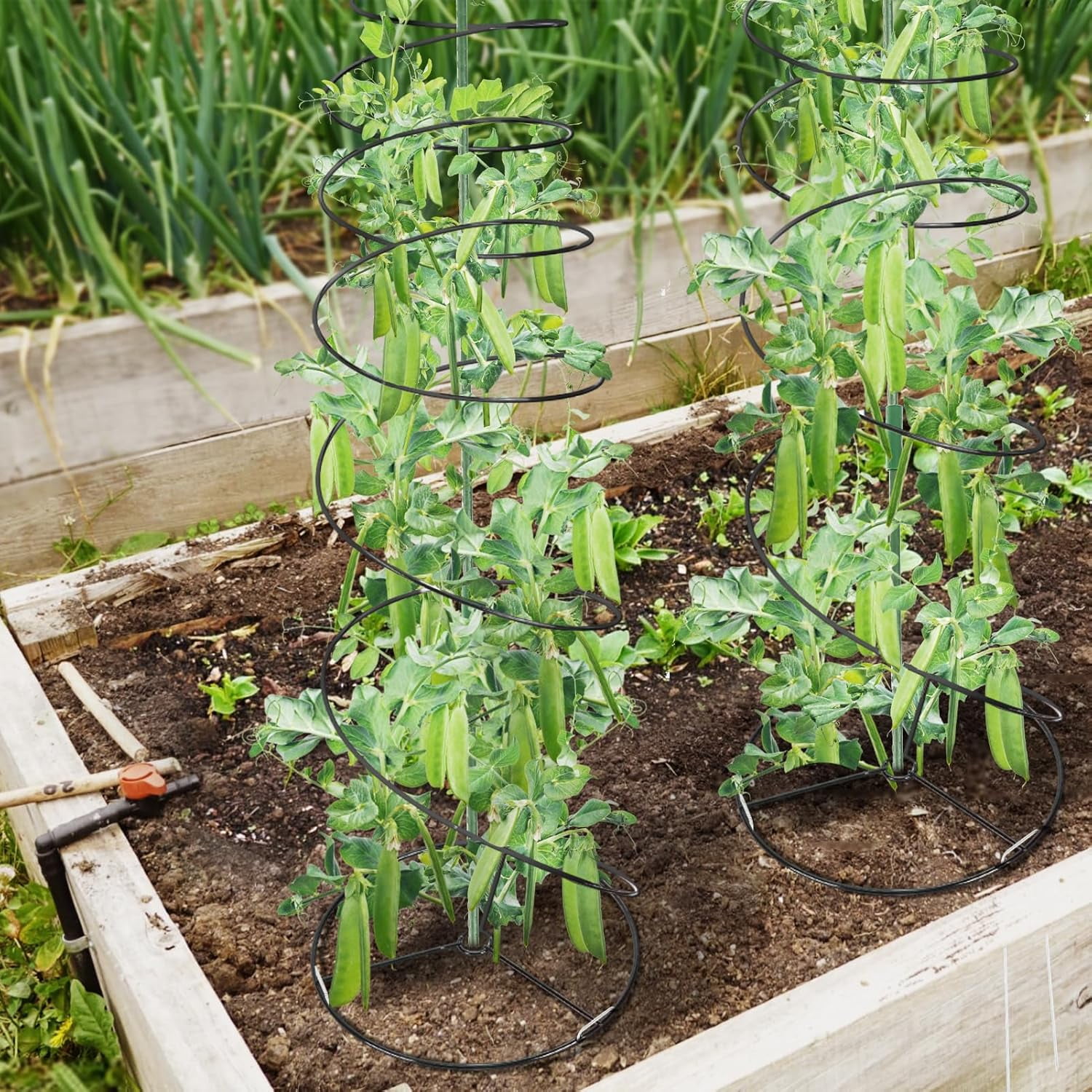 2-Pack Pea & Green Bean Trellis for Garden, 53.6" Stretchable Sugar Snap Tower, Rust-Proof Metal Climbing Plant Support Cage for Cucumber & Vines