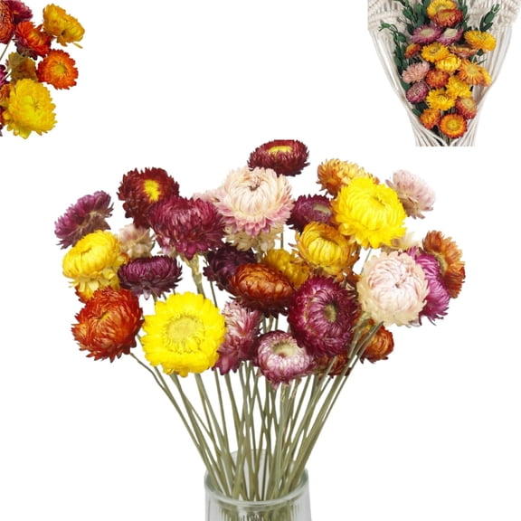 Set of 20 Dried Daisy,QZS Multicolor Chrysanthemum Flowers for Outdoors,DIY Flowers Arrangement for Crafts,Vase,Home Decoration
