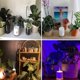 thumbnail image 4 of Plants Humidifier , Silent Portable Humildifier , 500ML Quiet Air Humidifier with Two Adjustable Mist Mode and with Night Light , Waterless Auto-Off, 4 of 5