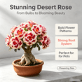 thumbnail image 3 of Desert Rose, Shade Plant for Gardens-Easy Grow-Low Maintenance-Ideal for Beds Borders, Plant Pots & Planters, 3 of 5