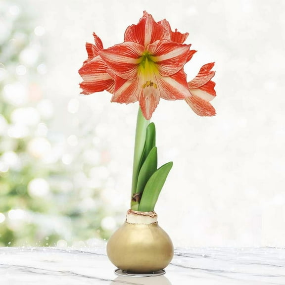 Rejoice Opal Star Waxed Amaryllis Flower Bulb with Stand, No Water Needed