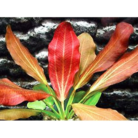 Red Flame Sword - Beginner Tropical Live Aquarium (10 Best Freshwater Aquarium Plants For Beginners)