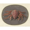 thumbnail image 3 of Jan Augustin van der Goes 18x15 Black Modern Framed Museum Art Print Titled - Krab (1690), 3 of 5