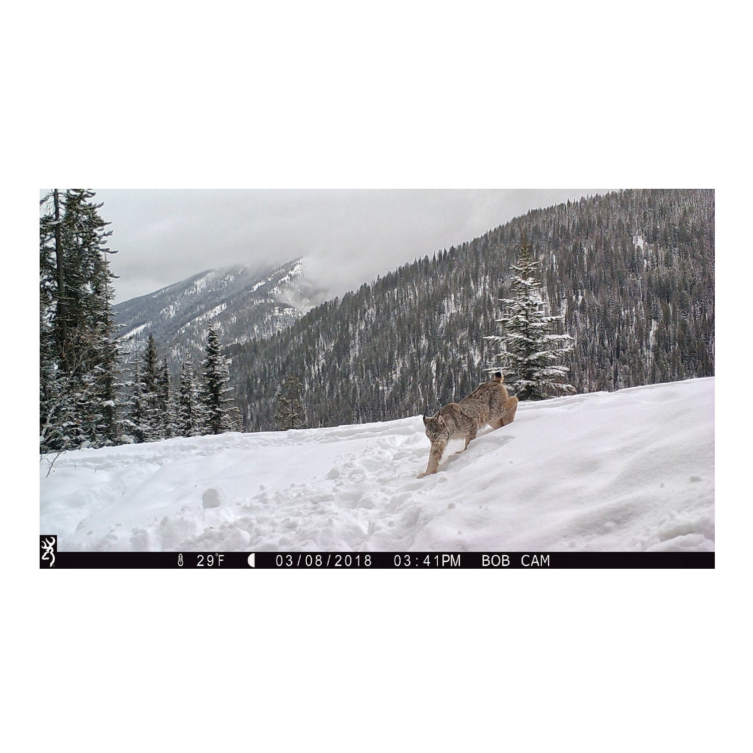 browning strike force apex trail camera