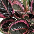thumbnail image 2 of Calathea Dottie - 5 Live Plants in 4 Inch Growers Pots - Calathea Roseopicta 'Dottie' - Beautiful and Elegant Easy Care Indoor Houseplants from The Nursery, 2 of 6