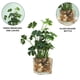 thumbnail image 3 of Botella de vidrio, trébol de cuatro hojas, planta verde perenne, decoración en maceta, decoración del hogar, decoración de escritorio, 3 of 5