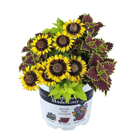 Better Homes & Gardens 2.5G Yellow Rudbeckia Dark Burgundy Coleus Lime Ipomea Live Plant Containers Made Easy
