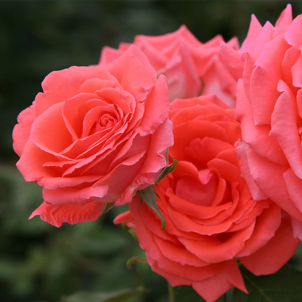 Heirloom Roses America Climbing Rose Live Plants