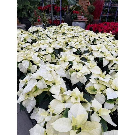 White Poinsettia  6" Pot (Pack of 4)