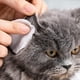 thumbnail image 4 of Toallitas de limpieza suaves para mascotas, quitamanchas para gatos, toallitas Oreja 150 piezas Yuyangstore Toallitas de limpieza para mascotas, 4 of 8