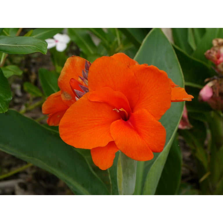 Seedville Orange Canna Lily 5 Flower Seeds - Walmart.com