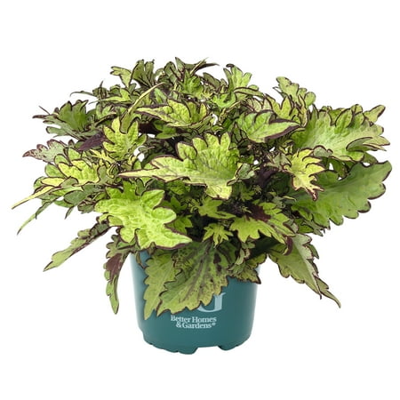 Better Homes & Gardens 2QT Green Coleus Live Plant Grower Pot Part Sun