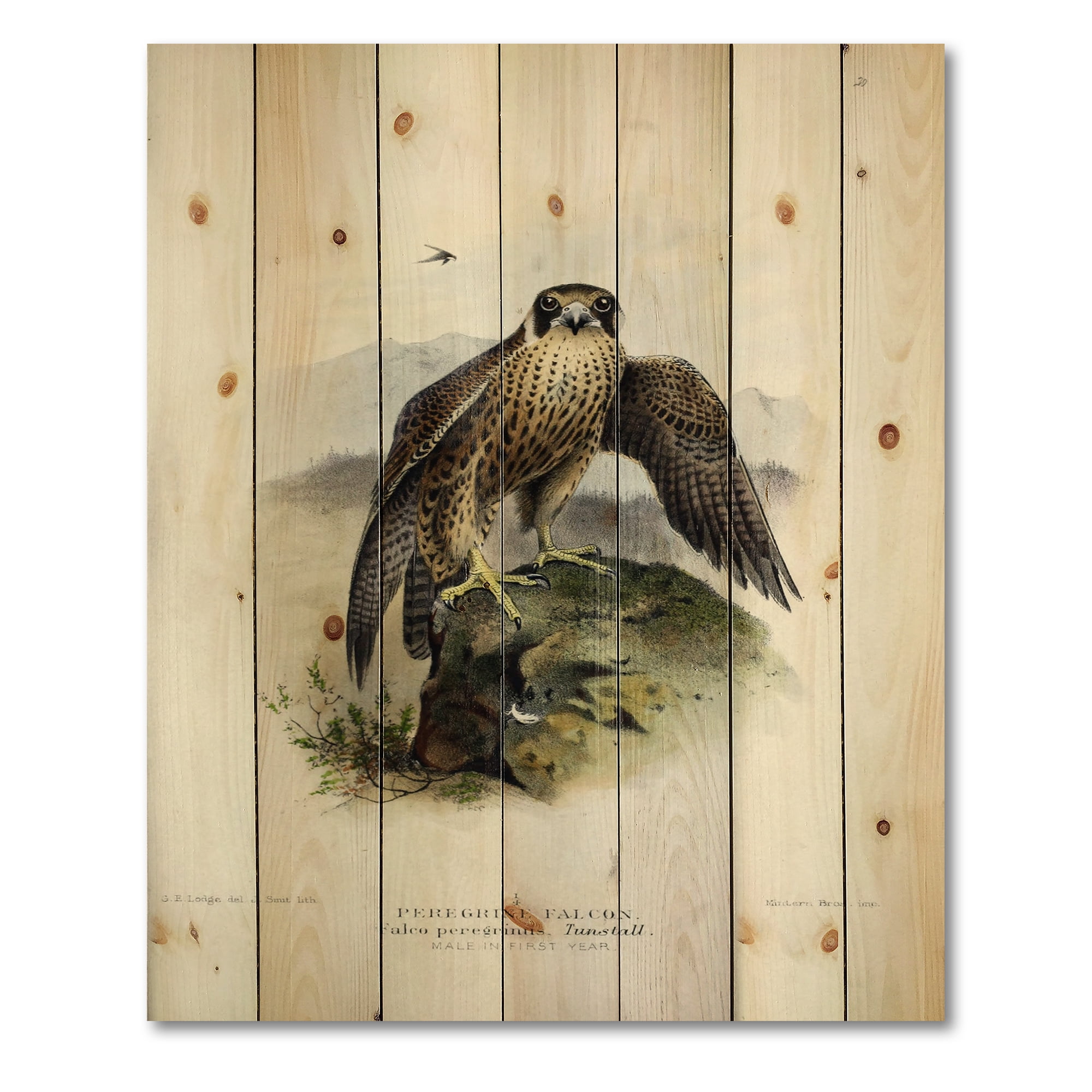 Designart 'Ancient Bird Life VIII' Traditional Print on Natural Pine Wood
