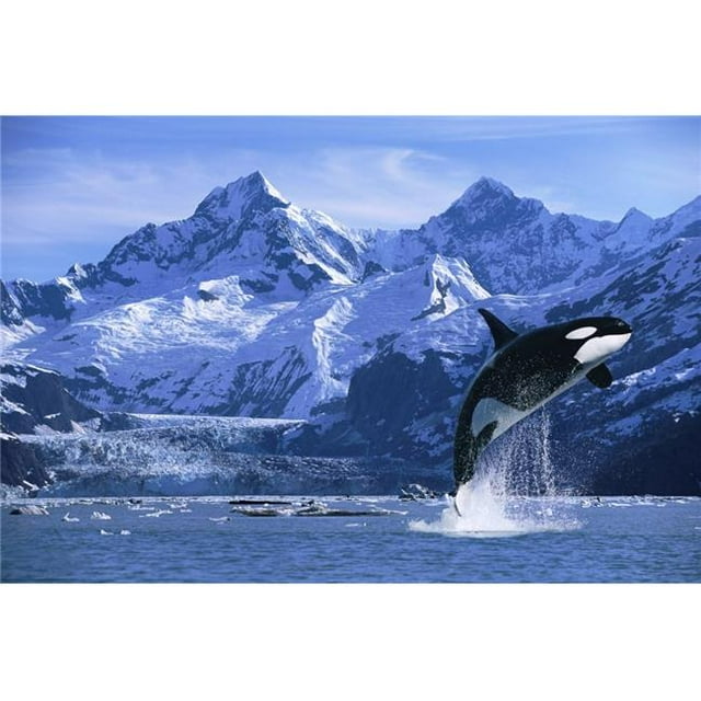 Design Pics DPI2103699 Orca Whale Breaching Glacier Bay Composite Se Poster Print, 17 x 11