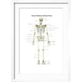 thumbnail image 2 of Art.com Anterior View of Human Skeletal System, with Labels Art Print by Stocktrek Images, White Frame Wall Art, 17" x 23", 2 of 5