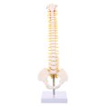 thumbnail image 1 of 1 modelo de columna vertebral humana, hueso humano, coxis, pelvis, modelo para, 1 of 8