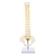 thumbnail image 1 of 1 modelo de columna vertebral humana, hueso humano, coxis, pelvis, modelo para, 1 of 8