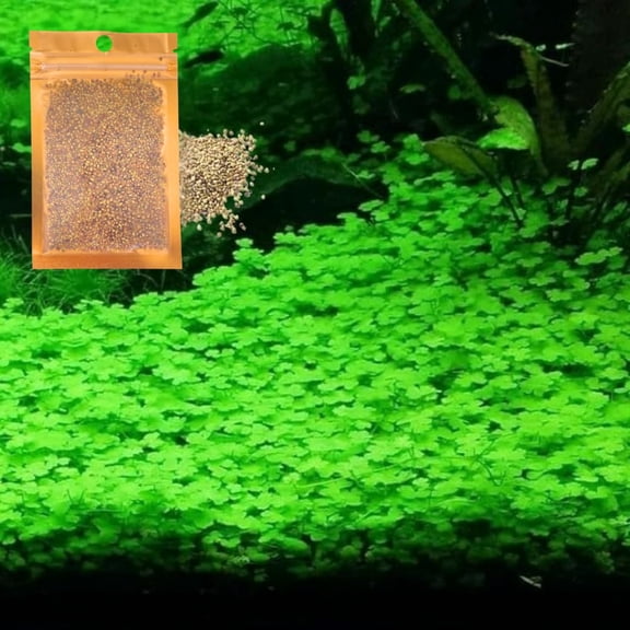 Freshwater Aquarium Decor, Easy Growing Dwarf Carpet for Fish Tank/Terrarium, Natural Aquatic Plant Growth Material – 1 Pack (Lucky Grass)