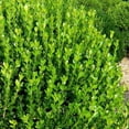 thumbnail image 3 of Wintergreen Boxwood  3 Live Quart Size Plants  Dense Evergreen Foliage, Cold-Hardy & Ideal for Year-Round Landscaping, Elegant Border & Hedge Plant, Live Shrub, 3 of 6
