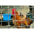 thumbnail image 4 of Comederos para pollos ORIBUKI, paquete de 20 unidades, colgantes, 240 ml, 4 of 6