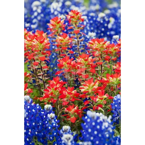 Indian Paintbush and Bluebonnet Flowers, Botanical Unframed Photographic Print Wall Art by Terry Eggers Sold by ArtCom